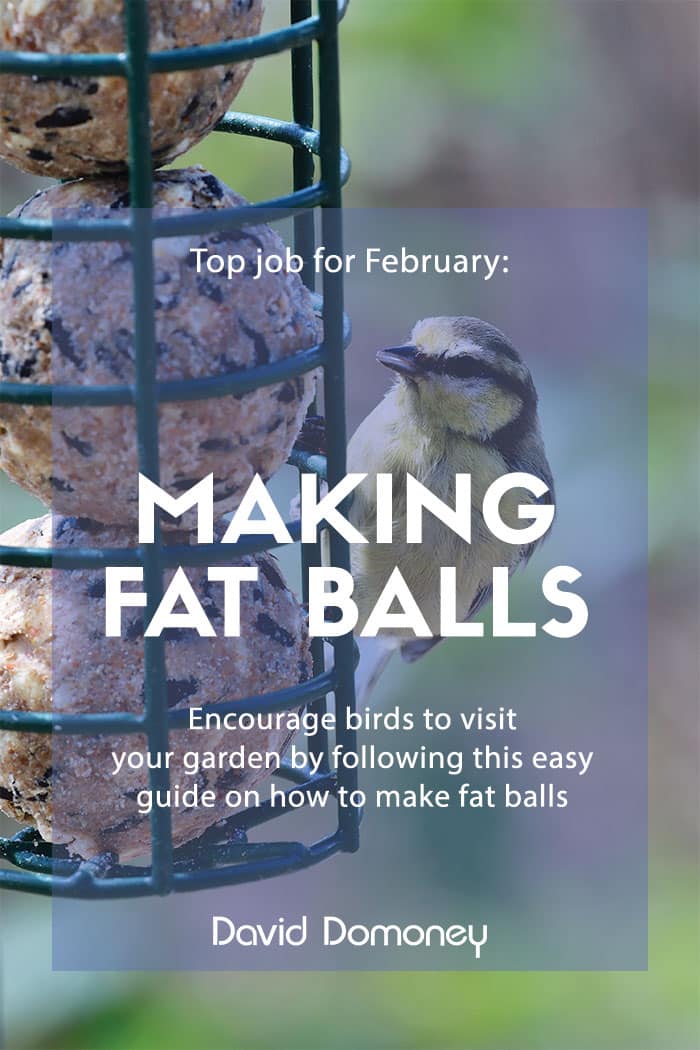 Making fat balls for birds