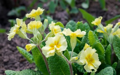 Primrose (primula vulgaris)