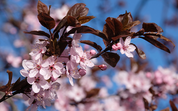 Prunus autumnalis rosea