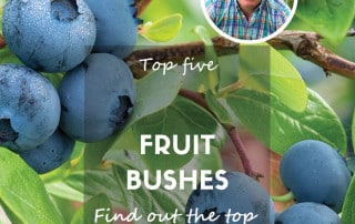 Top five fruit bushes to grow