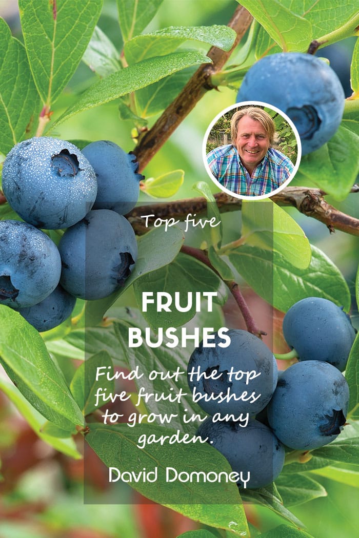 Top five fruit bushes to grow