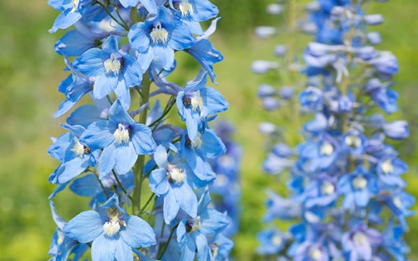 Border Gardening: How to plant a herbaceous perennial border