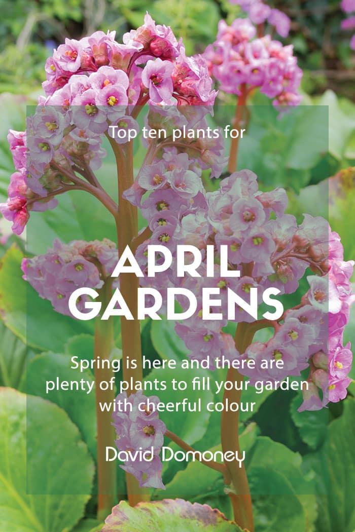 Top Ten Plants April