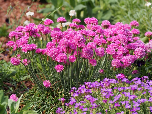 Coastal Garden: The 10 Best Plants For A Seaside Style