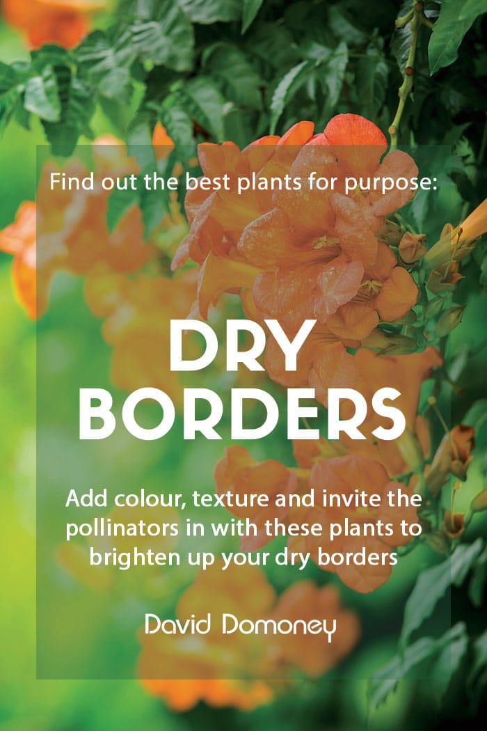 plants for dry borders