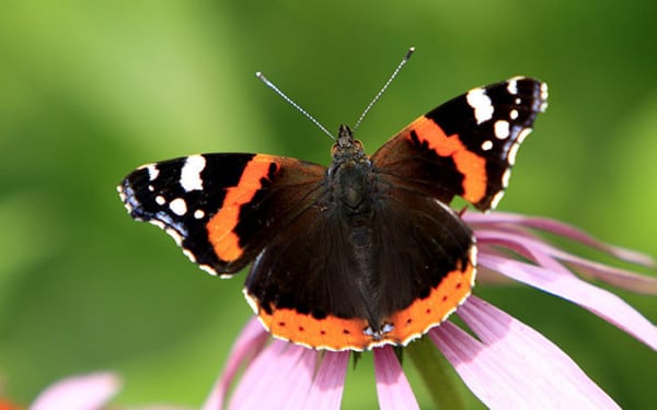 Sunday Mirror article: Butterfly garden - David Domoney