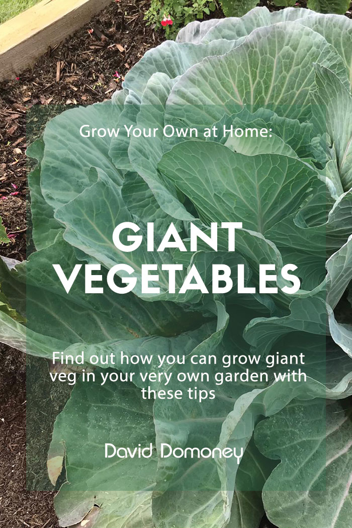 Giant vegetables