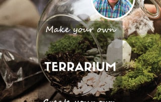 How to make your own terrarium