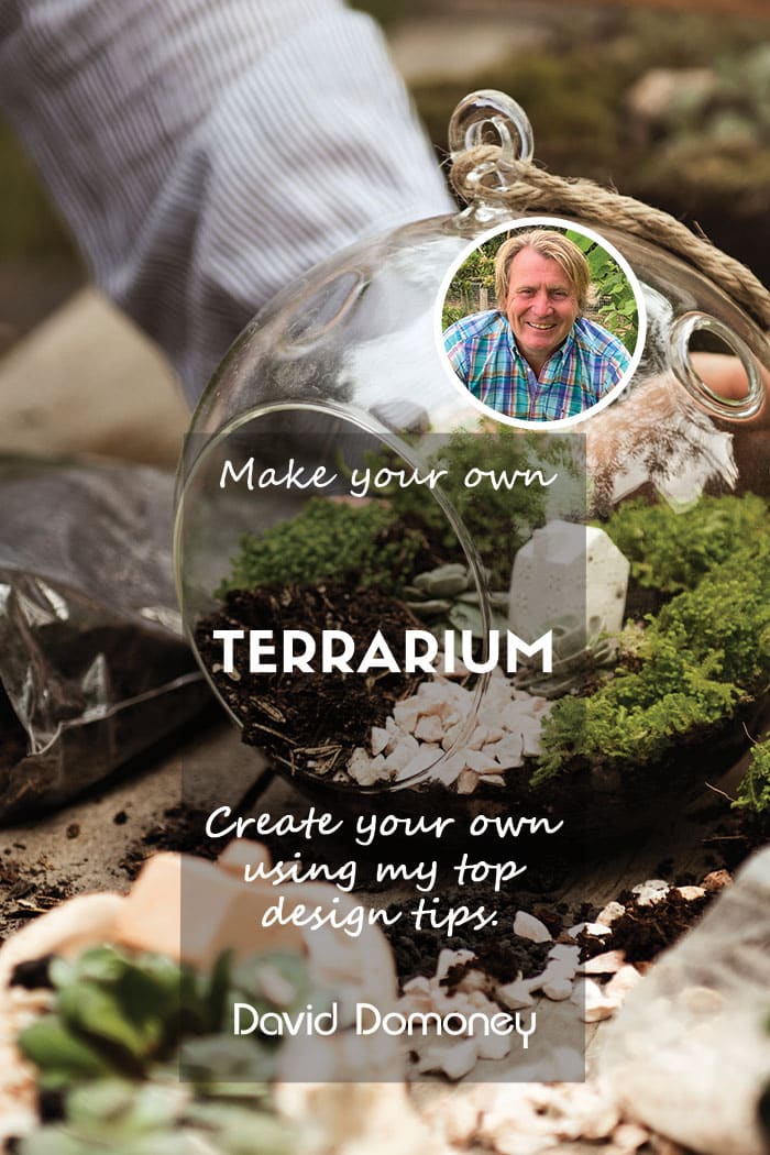 How to make your own terrarium