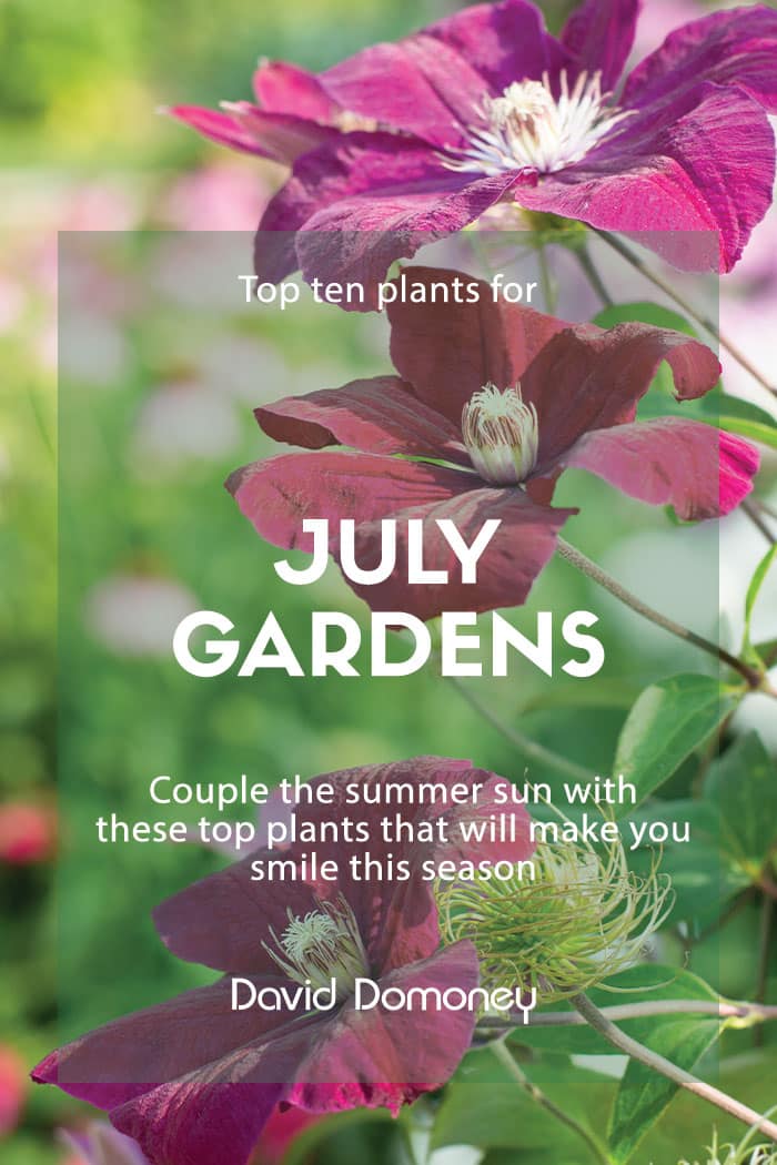 Top plants July