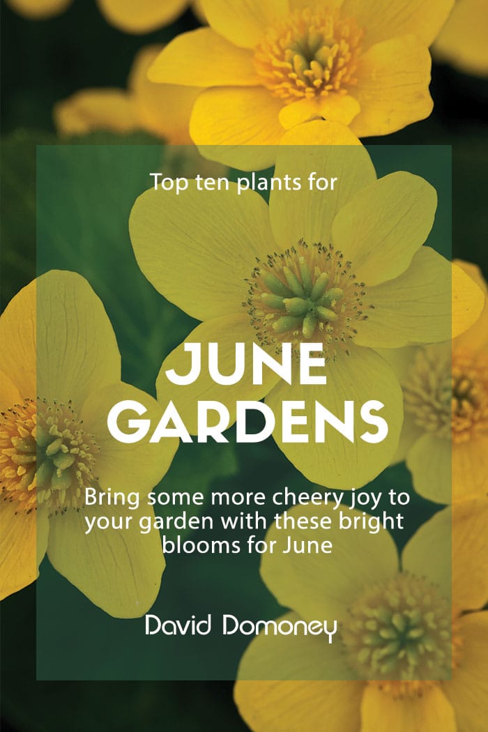 top plants june