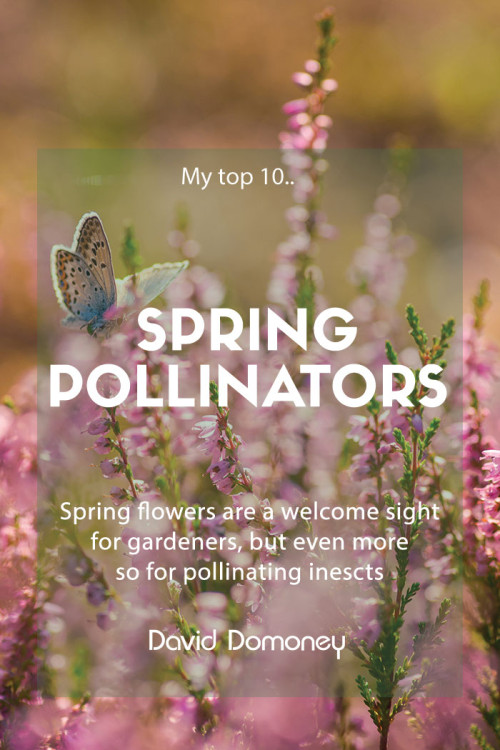 spring pollinators