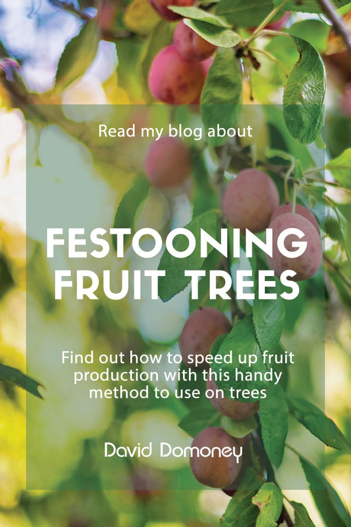 Festooning fruit trees