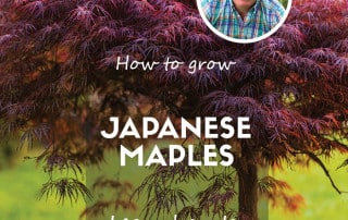 How to grow Japanese Maples