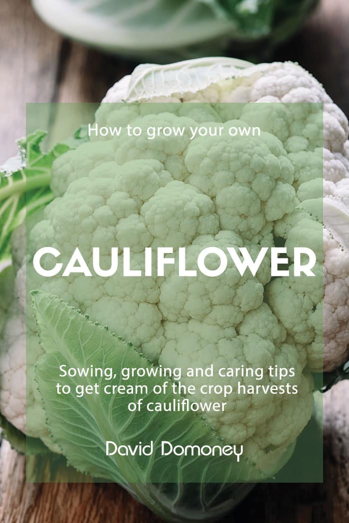 how to grow your own cauliflower