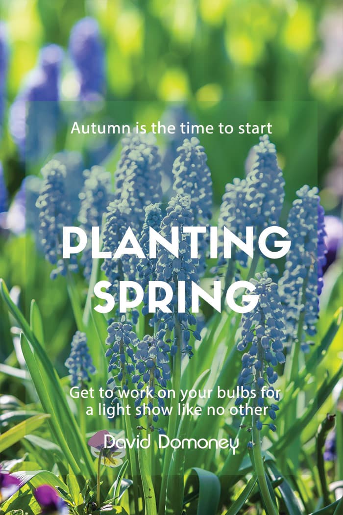 autumn planting bulbs