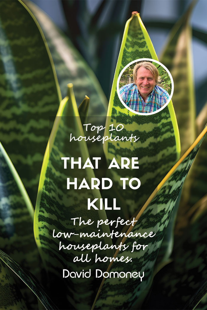 top 10 houseplants hard to kill