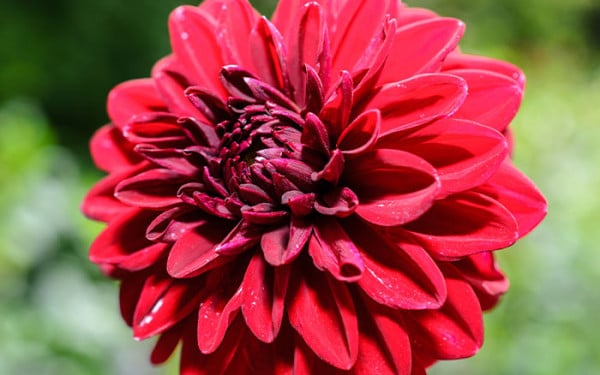 Caring for dahlias in your garden - David Domoney