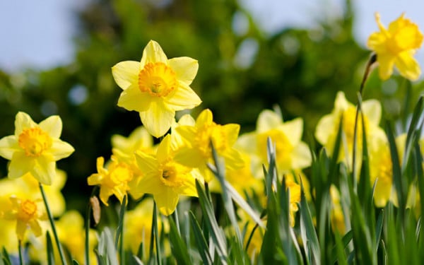 How to plant daffodil bulbs - David Domoney