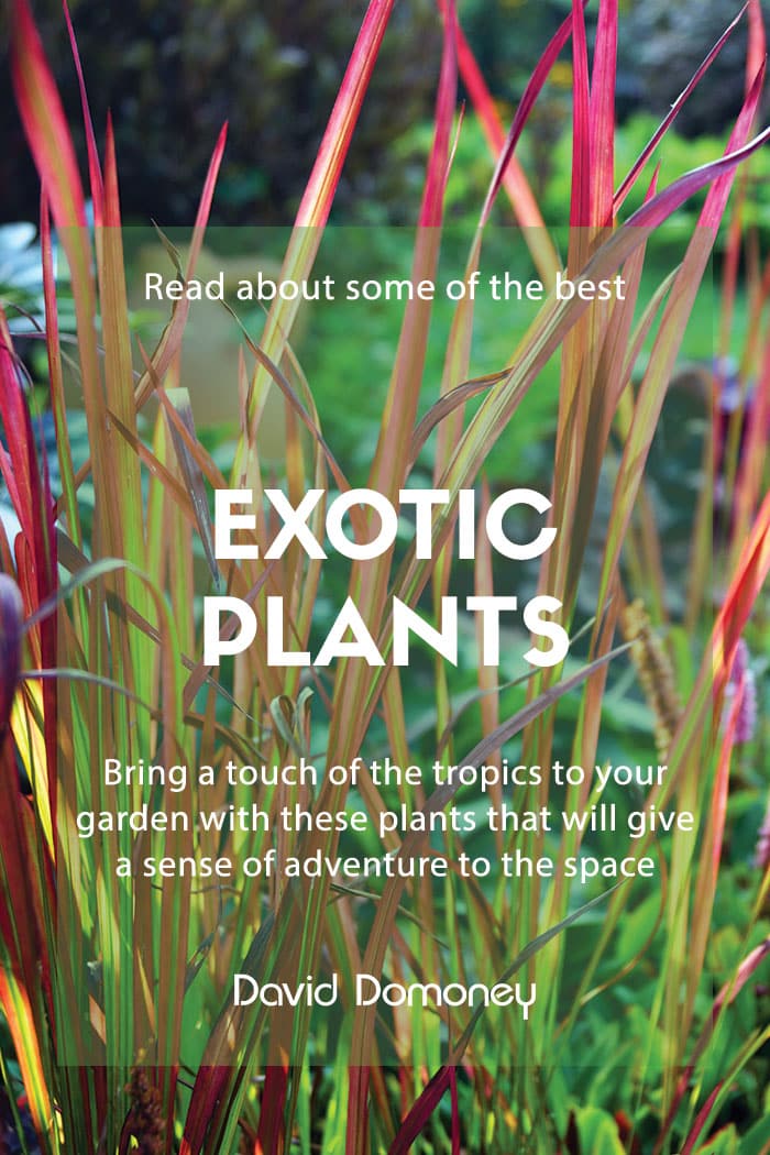 exotic plants