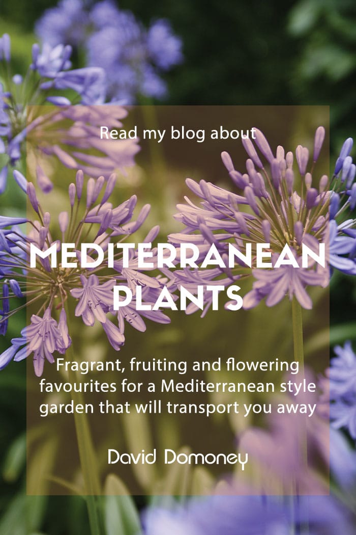 mediterranean plants feature