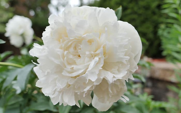 Plants for a purpose: Top plants for a peony garden - David Domoney