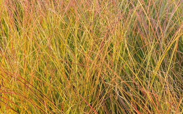 How to grow ornamental grasses in your garden - David Domoney