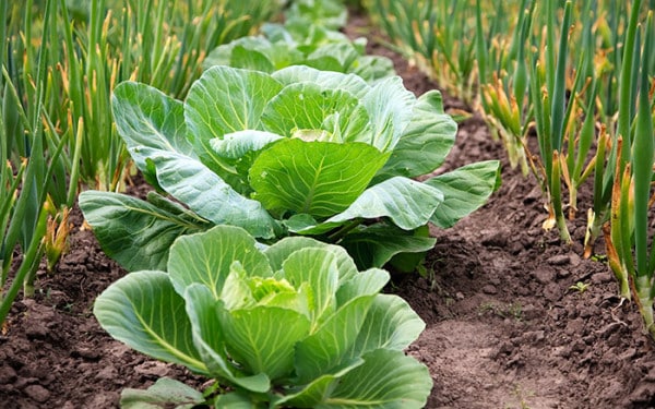 Setting up an allotment - David Domoney