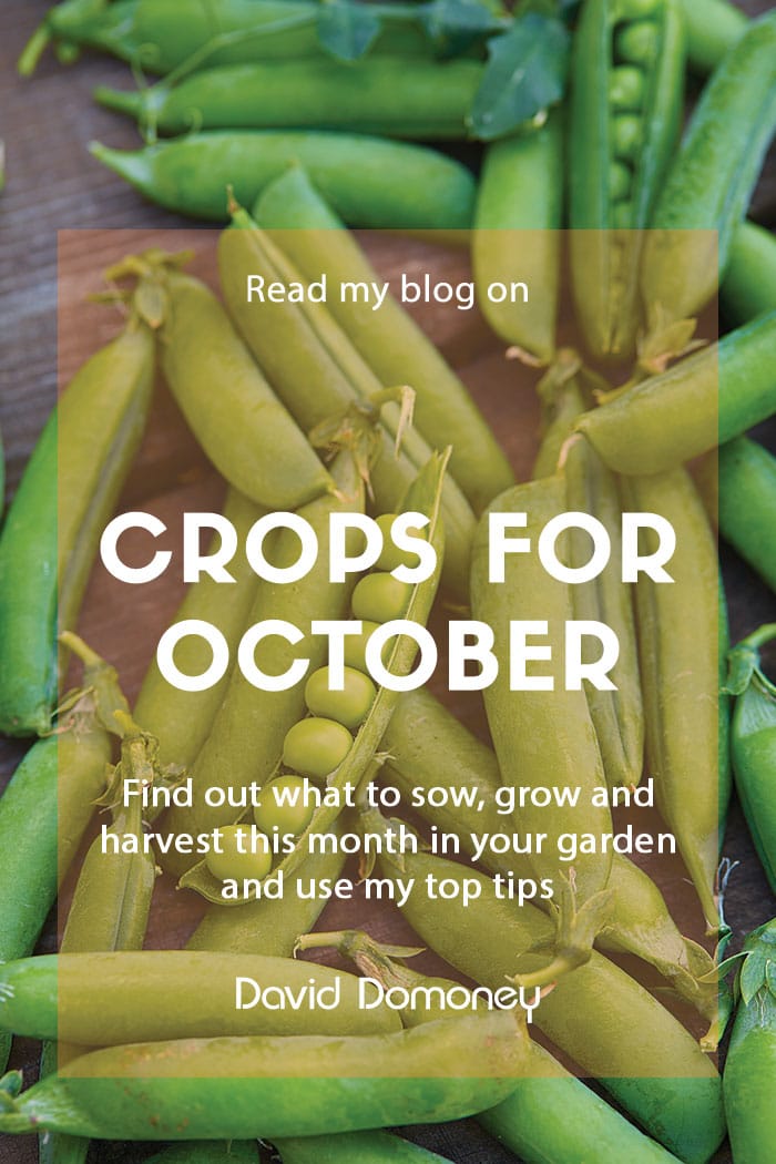 crops october