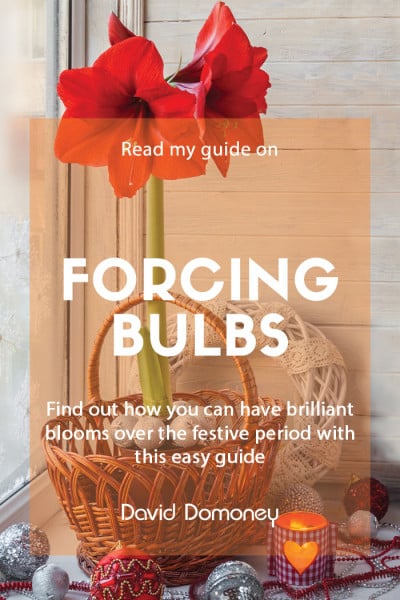 Forcing bulbs