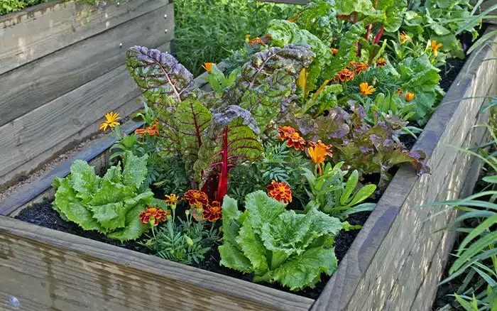 https://www.daviddomoney.com/wp-content/uploads/2020/10/Raised-beds.jpg