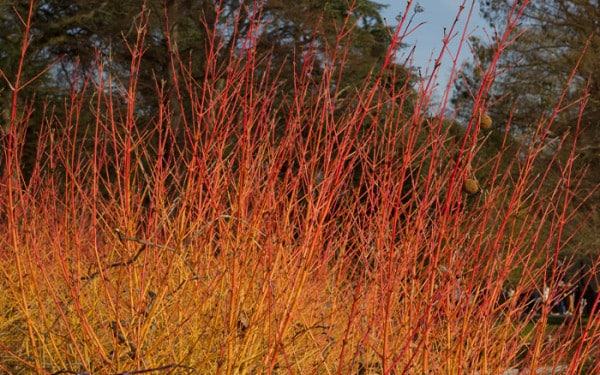 Top ten plants for December - David Domoney