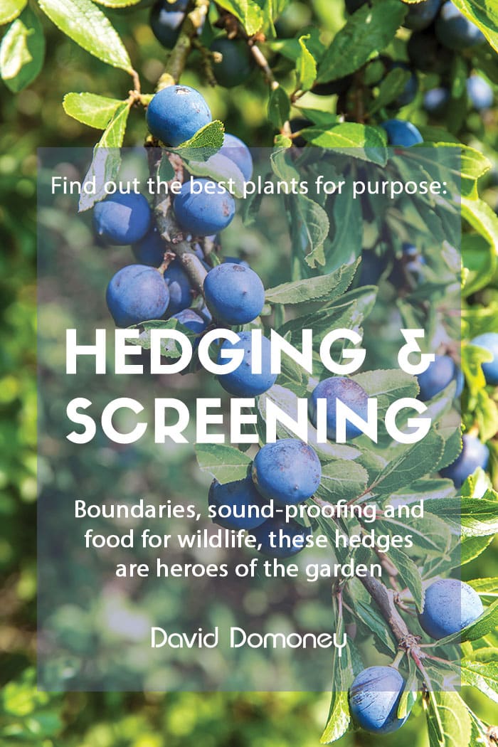 Plants for purpose hedging and screening