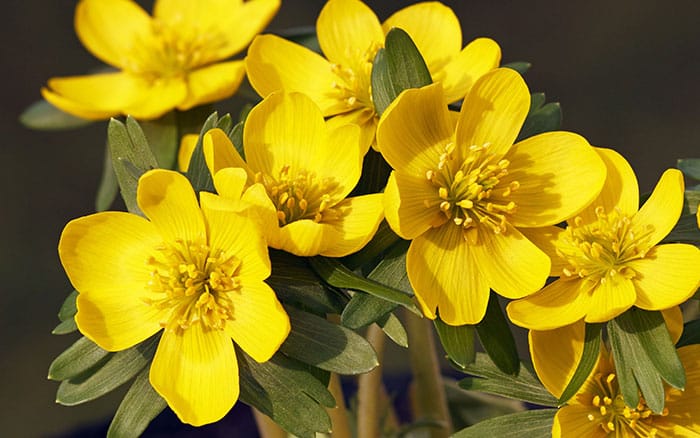 Winter aconite