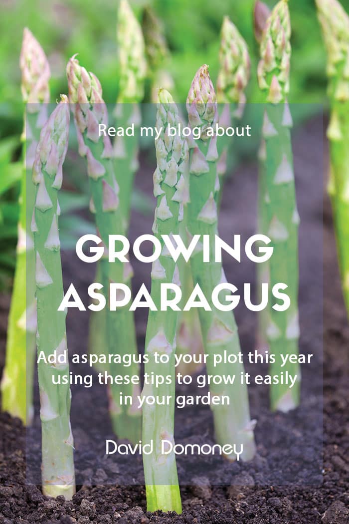 Growing asparagus