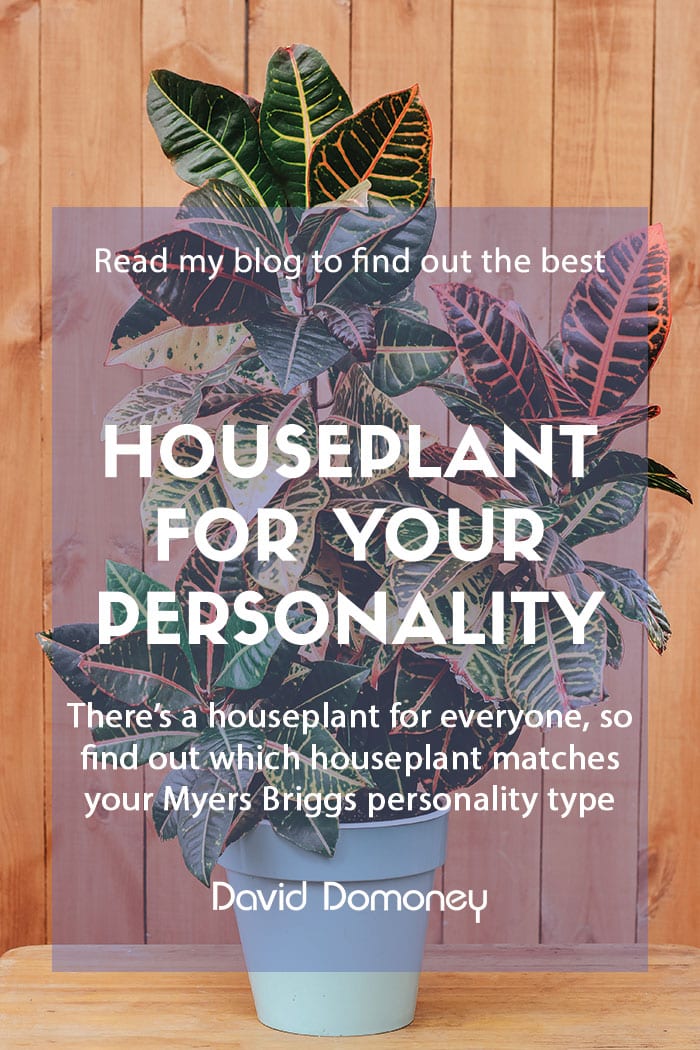 Houseplant to fit your Myers Briggs personality type