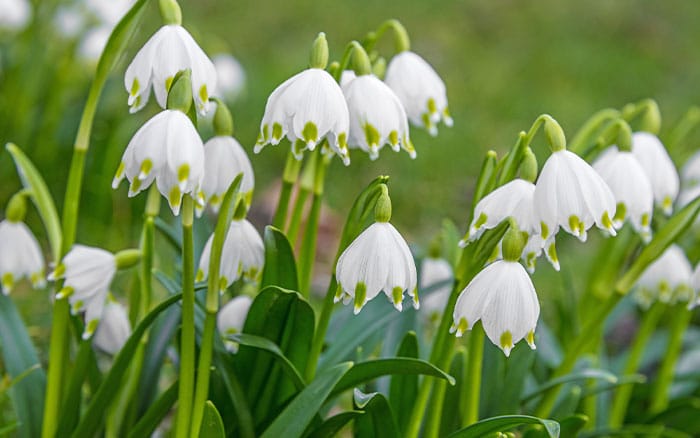 Plants That Symbolise Hope For Your Garden David Domoney