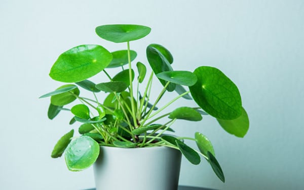 The best houseplant for your personality type - David Domoney