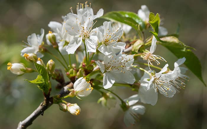 Plants that symbolise hope for your garden - David Domoney