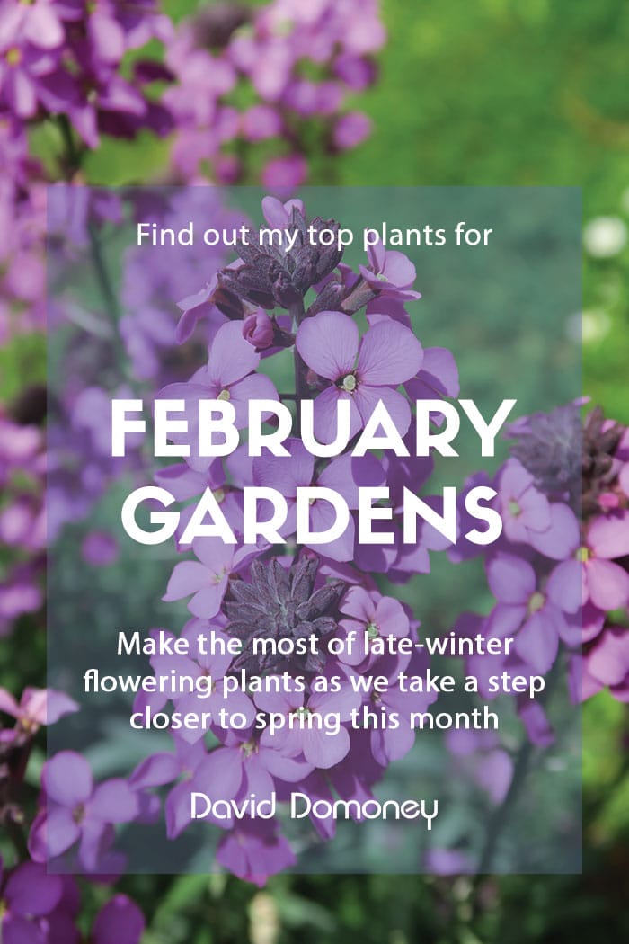 Top ten plants for February gardens