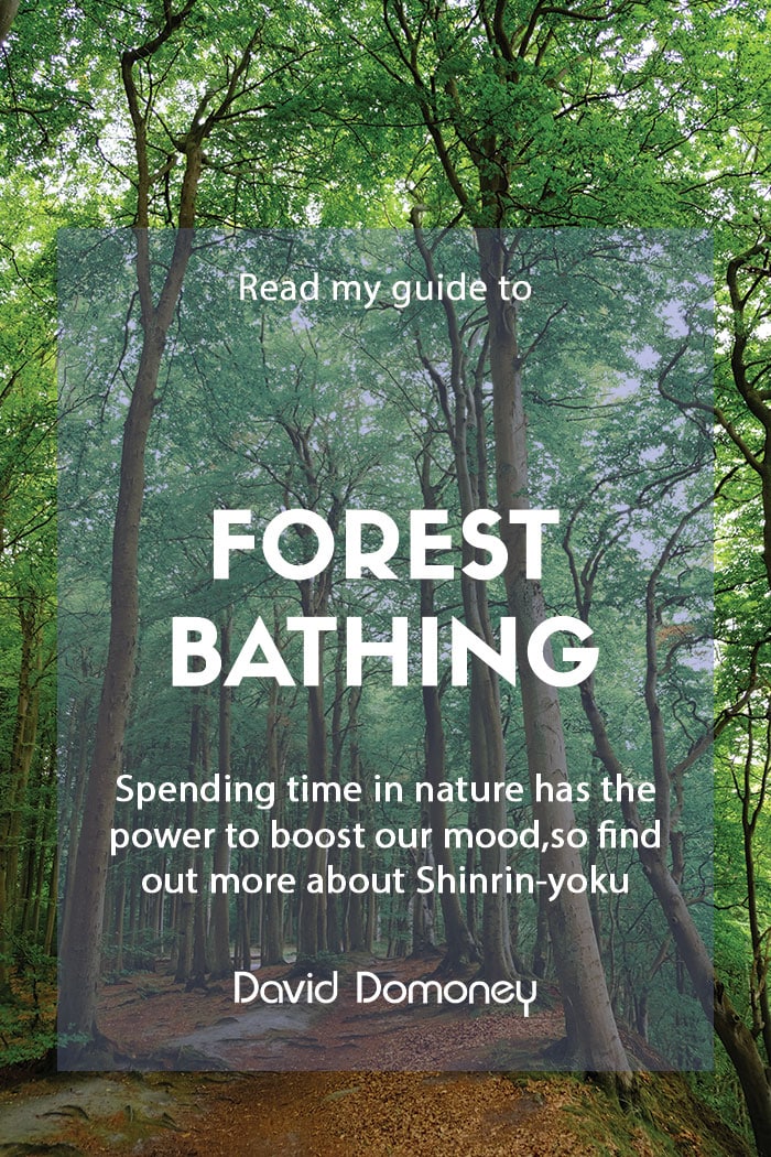 A guide to forest bathing or Shinrin-yoku