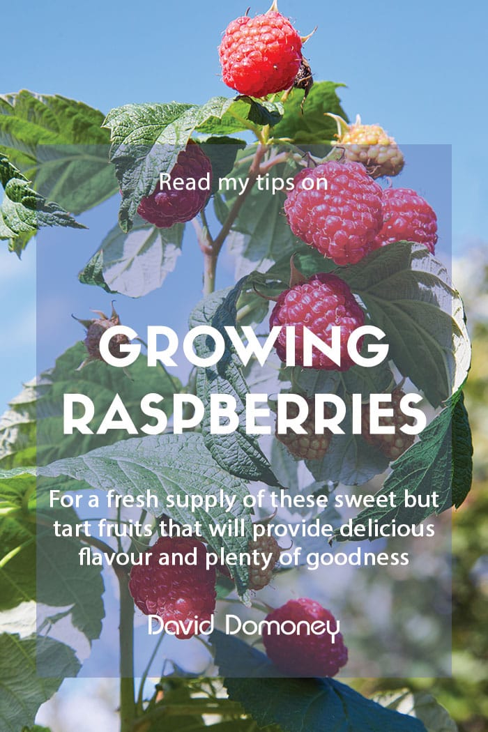 How to grow your own raspberries at home