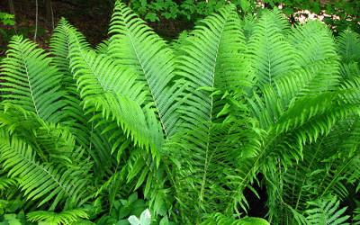 Fabulous ferns for your garden - David Domoney