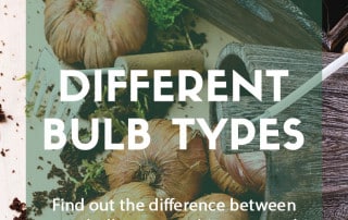 Different types of plant bulbs