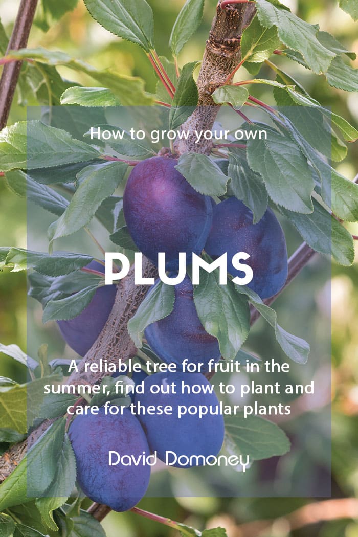 How to make your own prunes from fresh plums by Homestead Lady