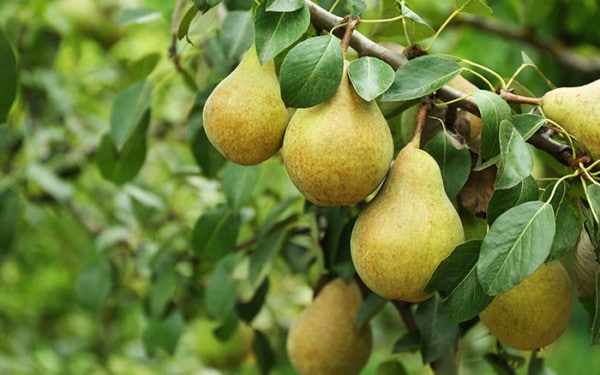 How to grow your own pears at home - David Domoney