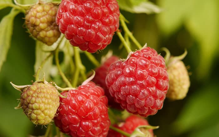 August recipe: Raspberry sorbet - David Domoney