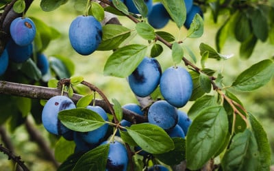 How to grow your own plums at home - David Domoney