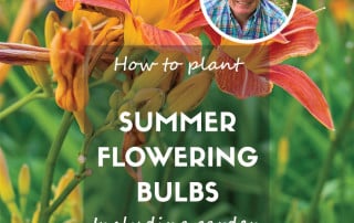 Summer flowering bulbs