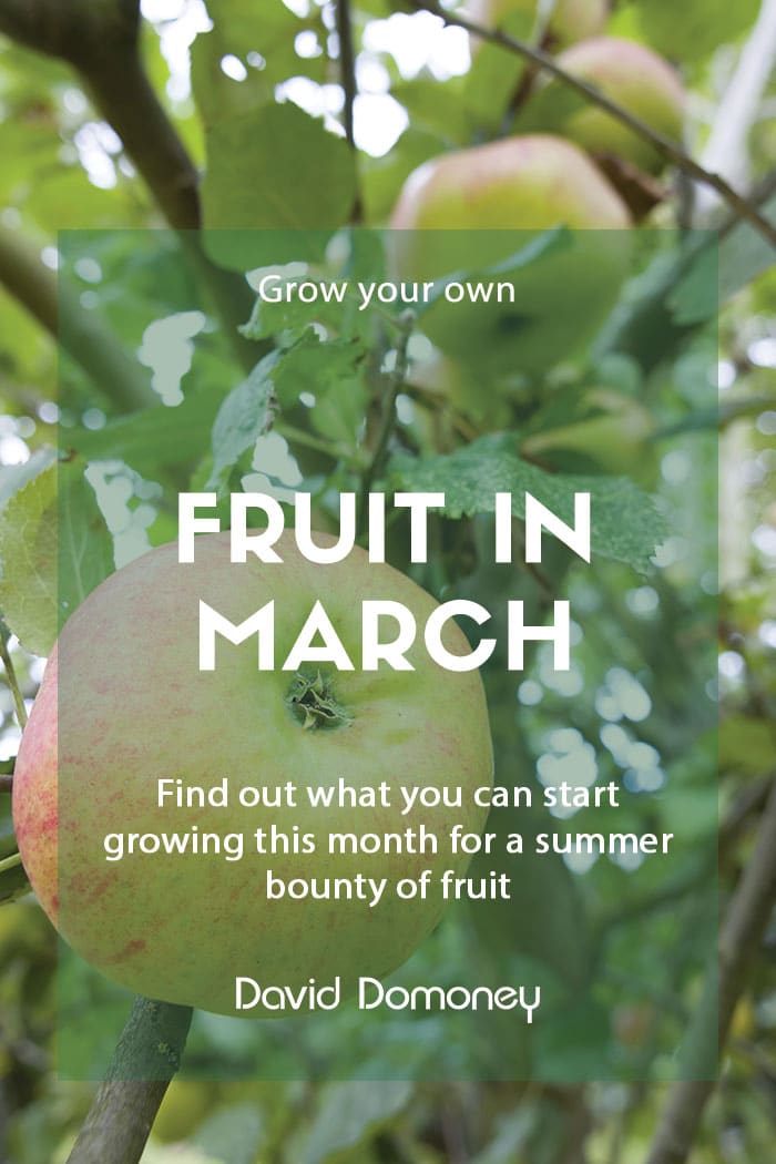 Top grow your own fruit for March